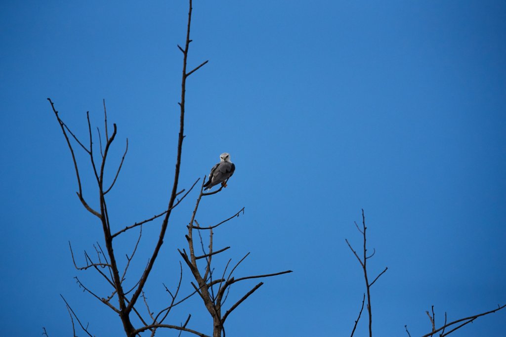 Weißscheitelfälkchen (White-fronted Falconet), Sukau